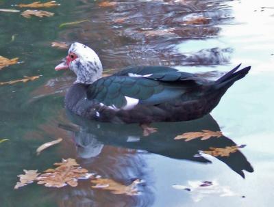 Прикрепленное изображение: 002a-1.jpg